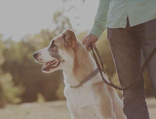 Man walking a dog